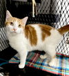 Atticus - Photo 6