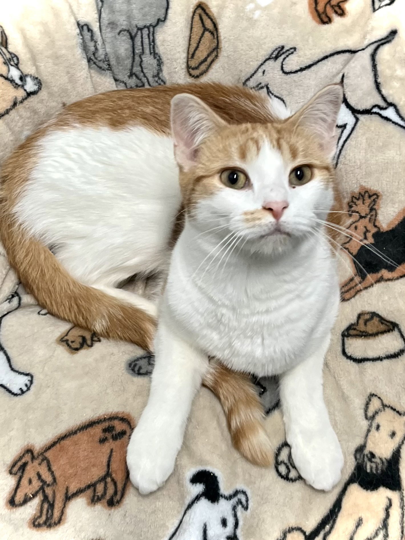 Atticus Image