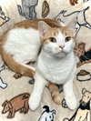 Atticus - Photo 1