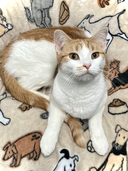 ATTICUS - Domestic Short Hair available for adoption