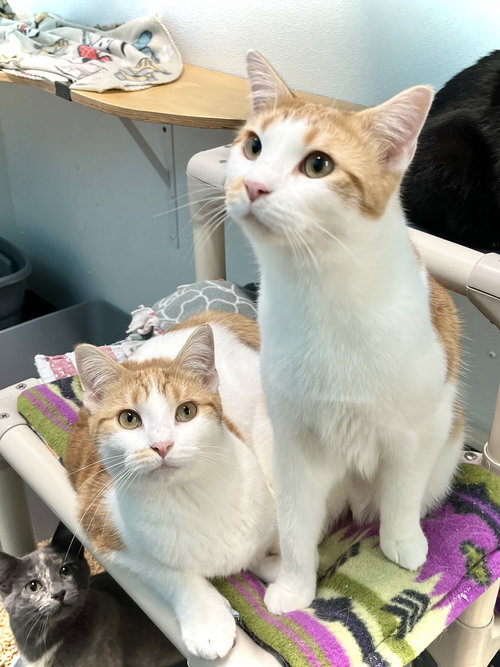 ATTICUS - Domestic Short Hair available for adoption