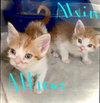 Atticus - Photo 10