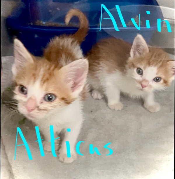 Atticus