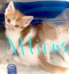 Atticus - Photo 9