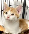 Atticus - Photo 8