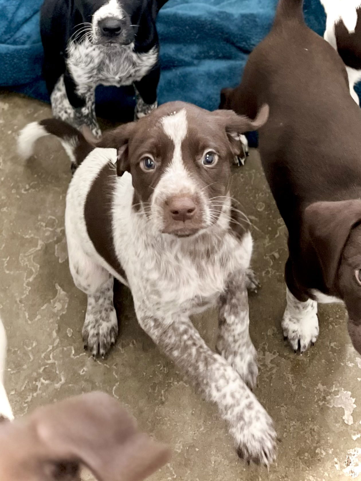 adoptable Dog in Estherville, IA named Sparkler