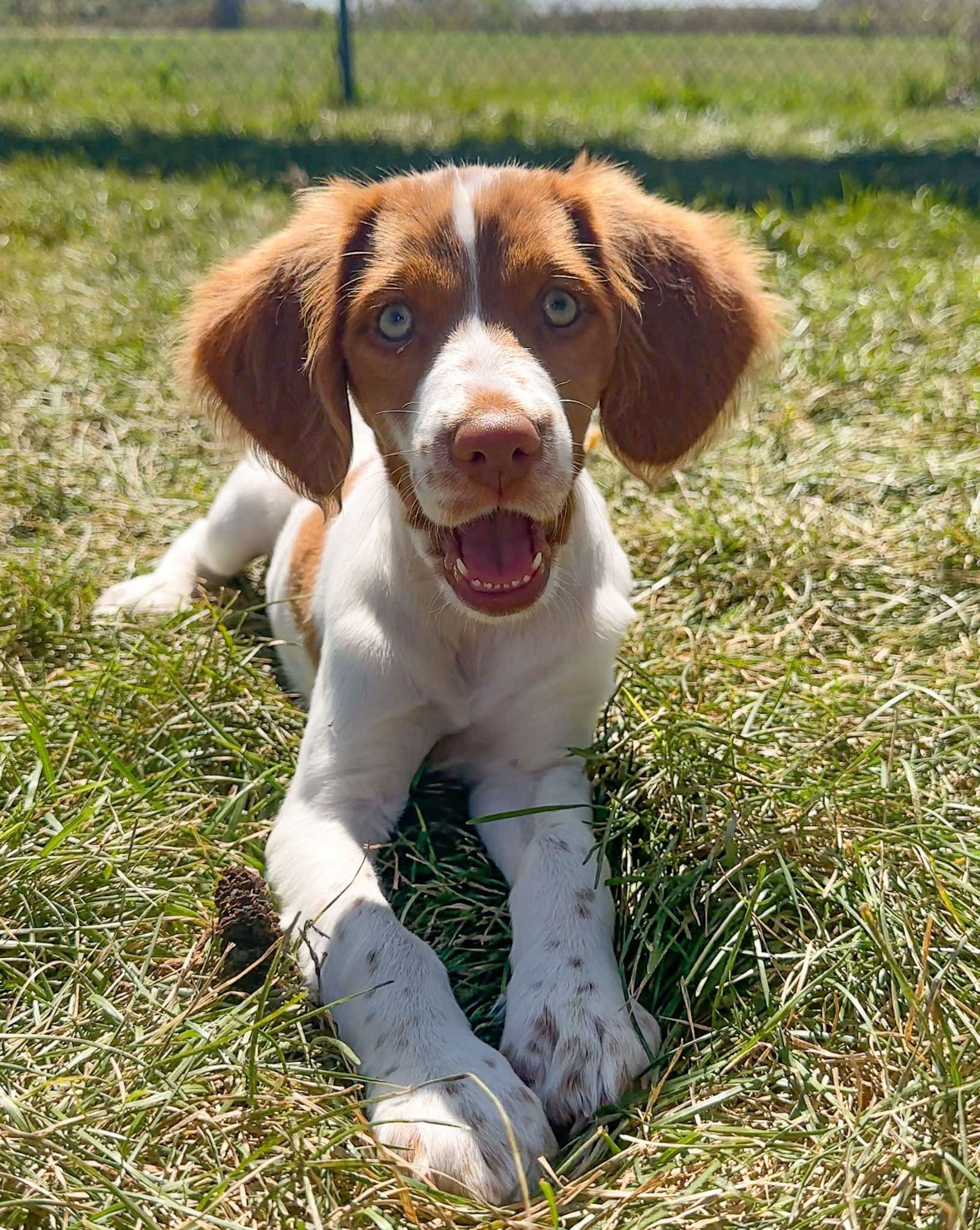 adoptable Dog in Estherville, IA named Poppy