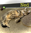 Ned - Photo 2