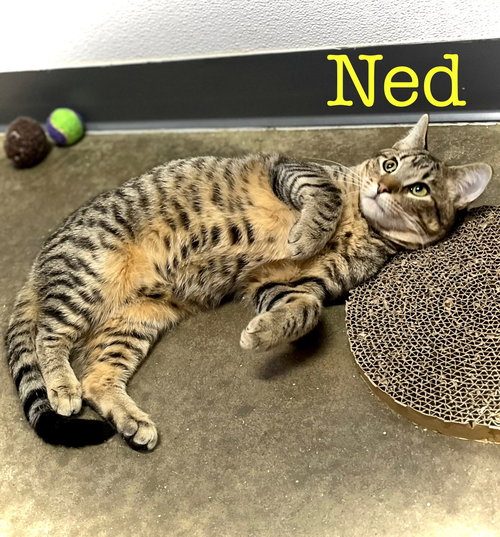 NED - Domestic Short Hair available for adoption