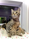 adoptable Cat in estherville, IA named Ned
