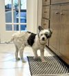adoptable Dog in estherville, IA named Patches