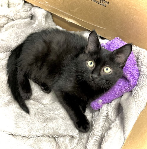 Spoopy, an adoptable Domestic Short Hair in Estherville, IA