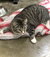adoptable Cat in , IA named Dolly Purrton