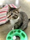 Dolly Purrton - Photo 3