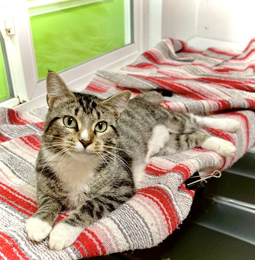 DOLLY PURRTON - Domestic Short Hair available for adoption