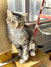 Dolly Purrton - Photo 7
