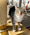 Dolly Purrton - Photo 6