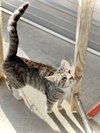 Dolly Purrton - Photo 5
