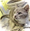 adoptable Cat in estherville, IA named Vera