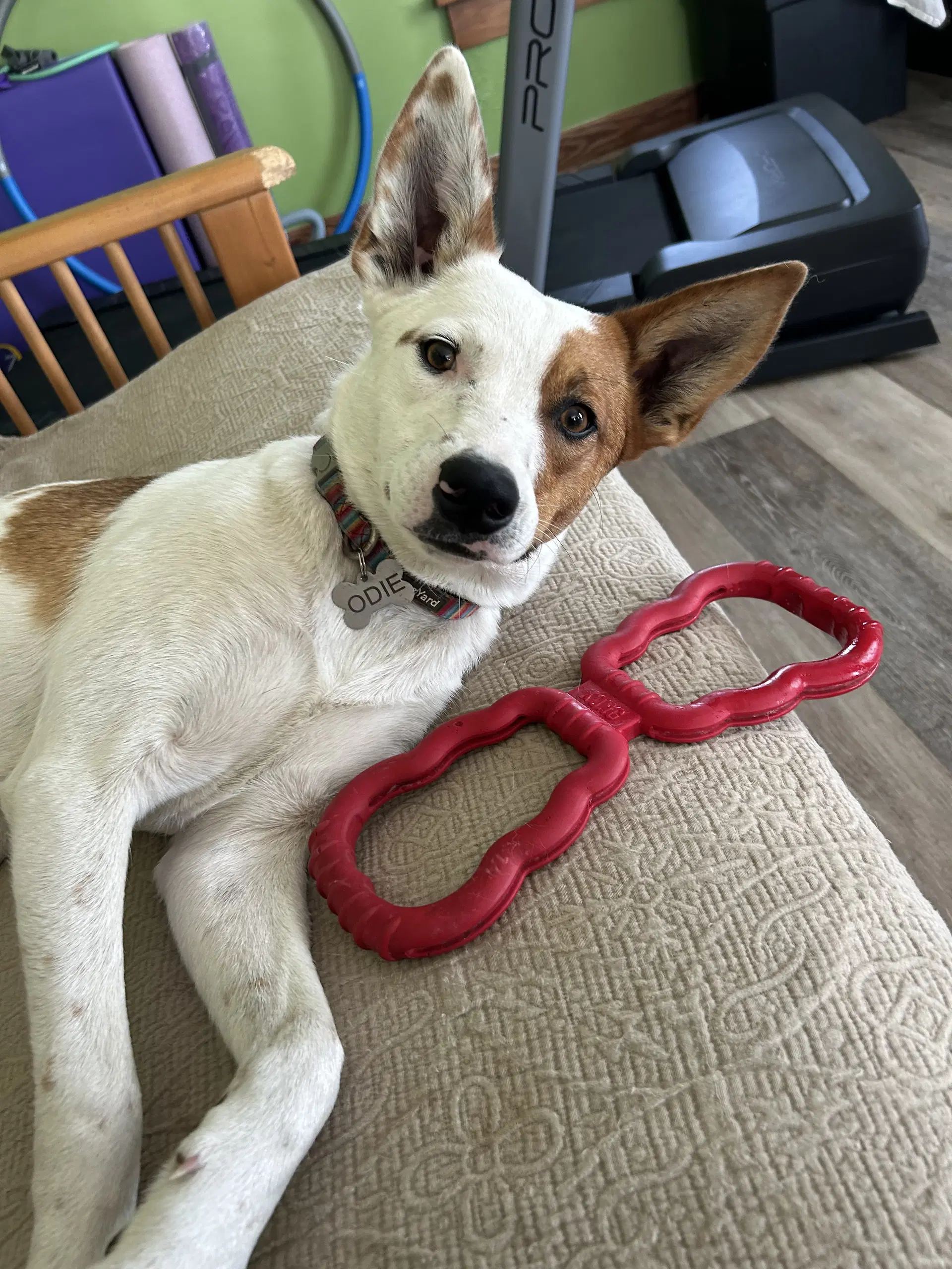 Roscoe - Australian Cattle Dog/Blue Heeler