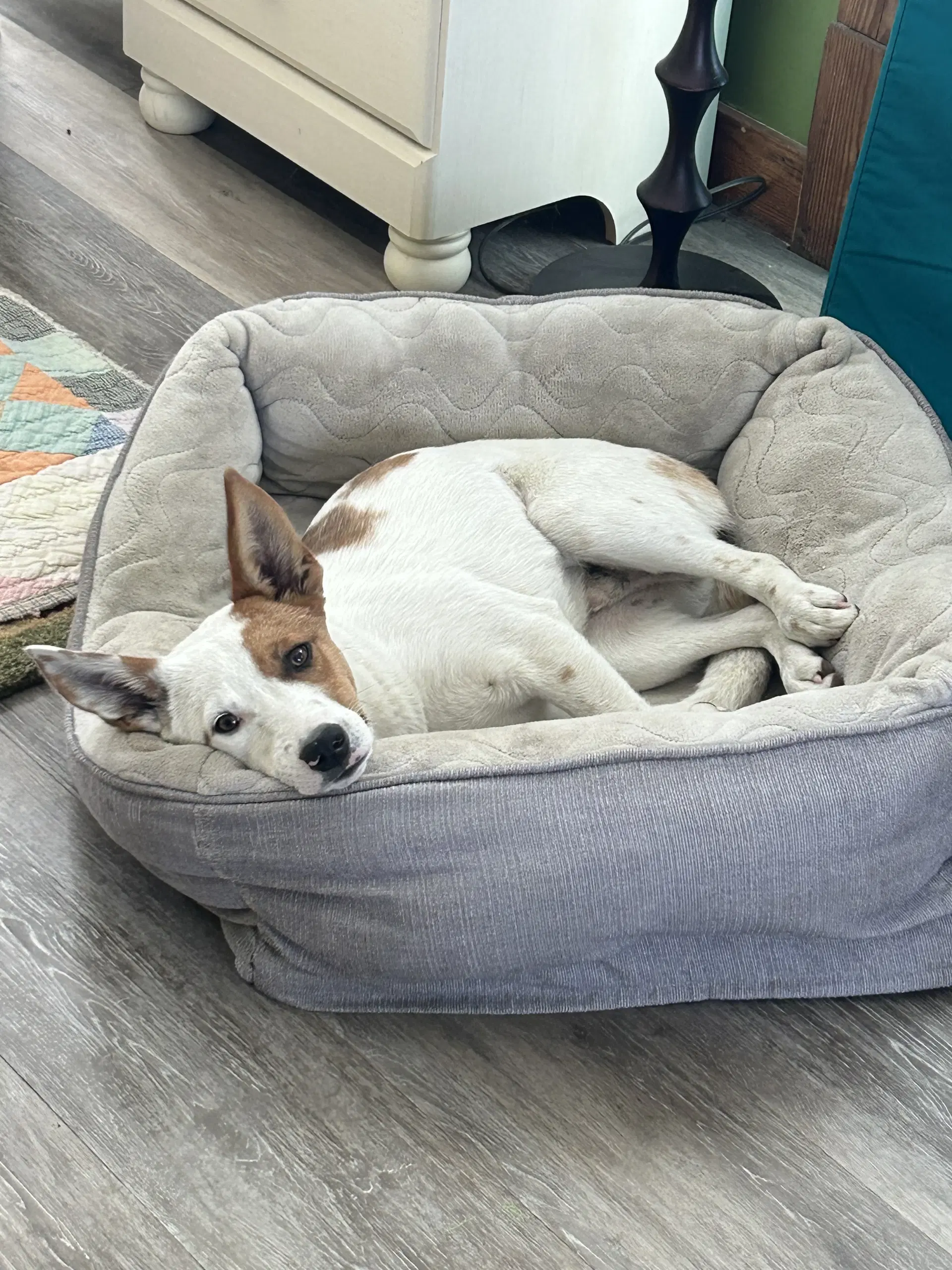 Roscoe image 2