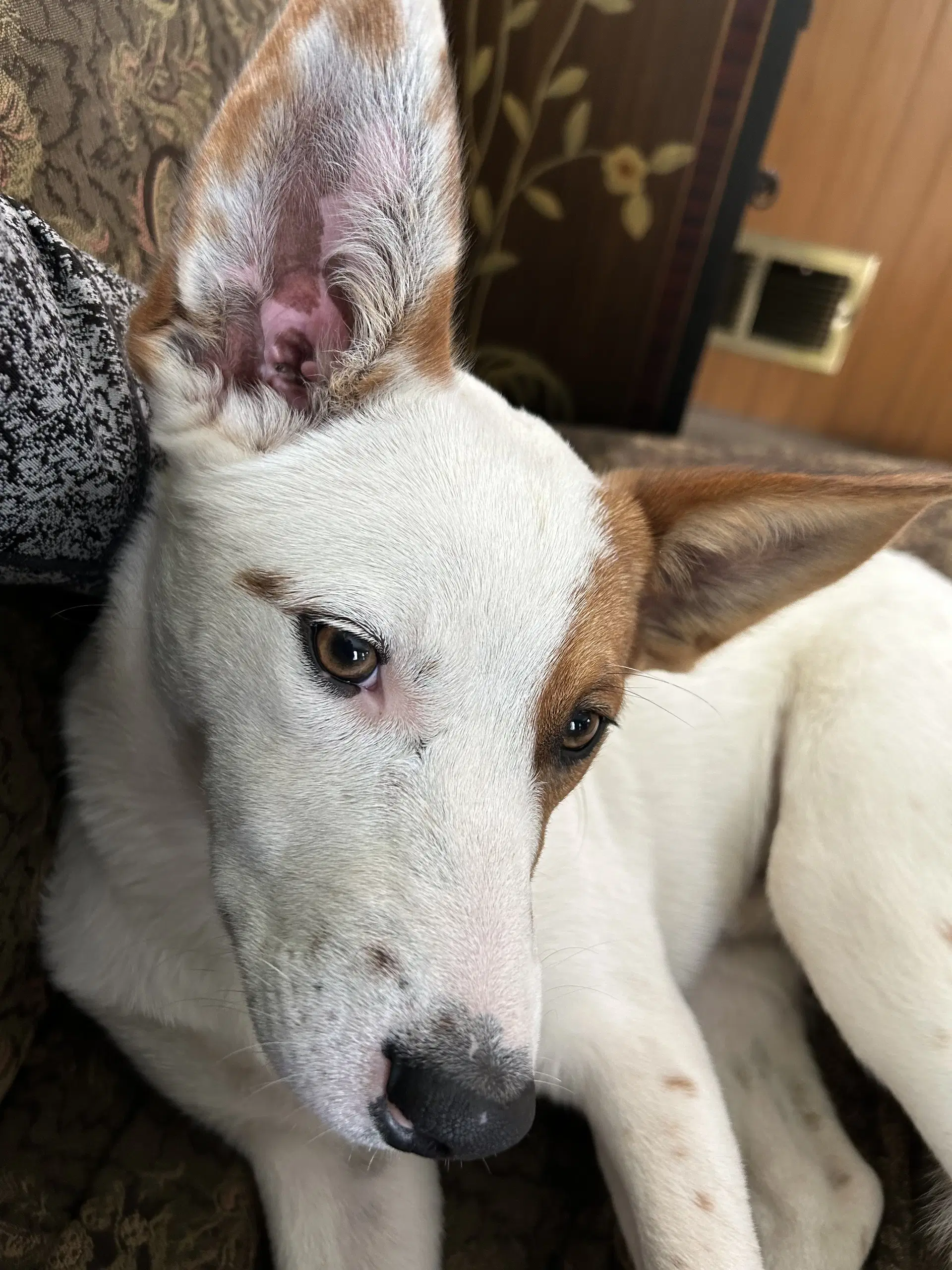 Roscoe image 3