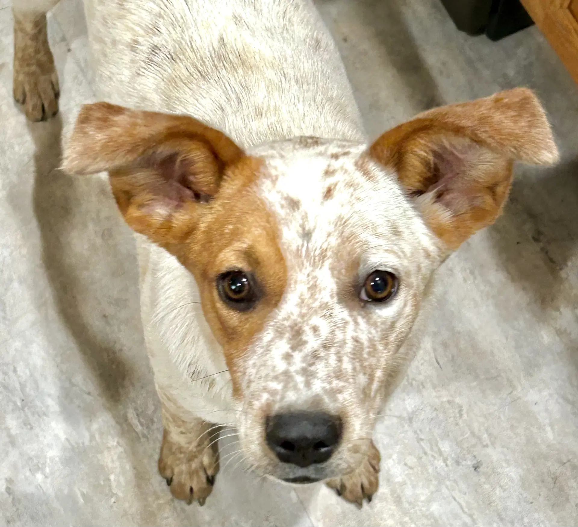 Lila - Australian Cattle Dog/Blue Heeler