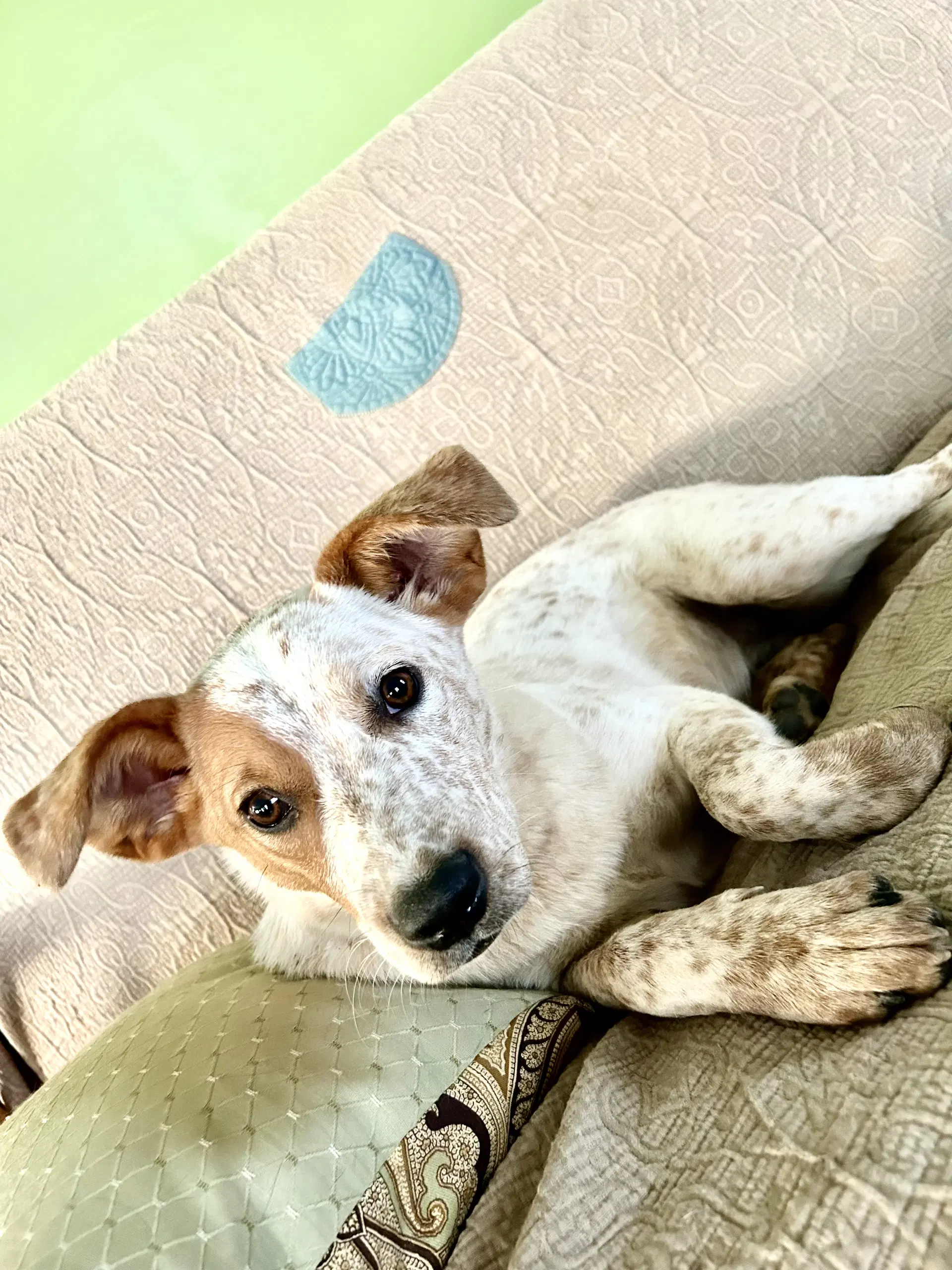 Lila image 2
