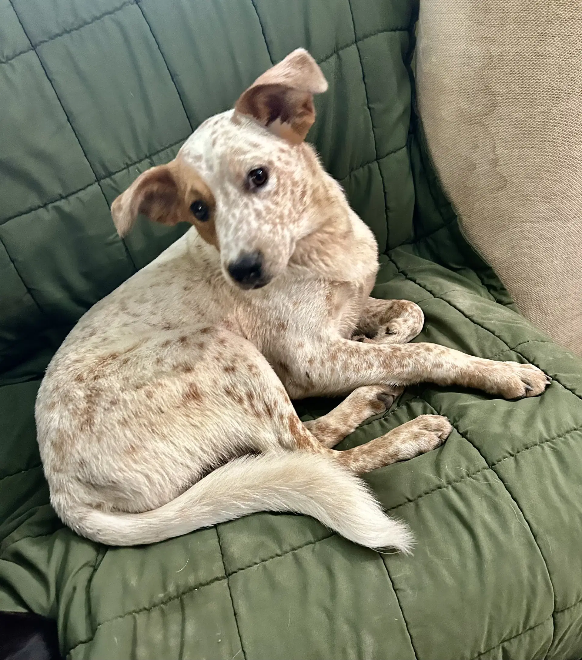Lila image 4