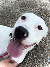 adoptable Dog in , IA named Chase
