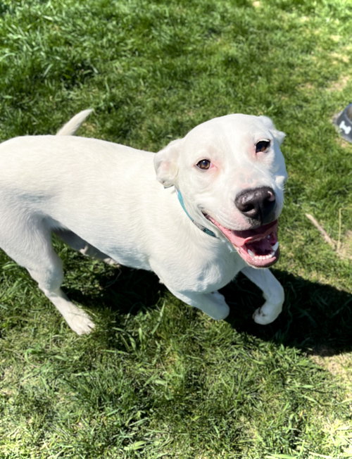 CHASE - Dalmatian / Boxer available for adoption