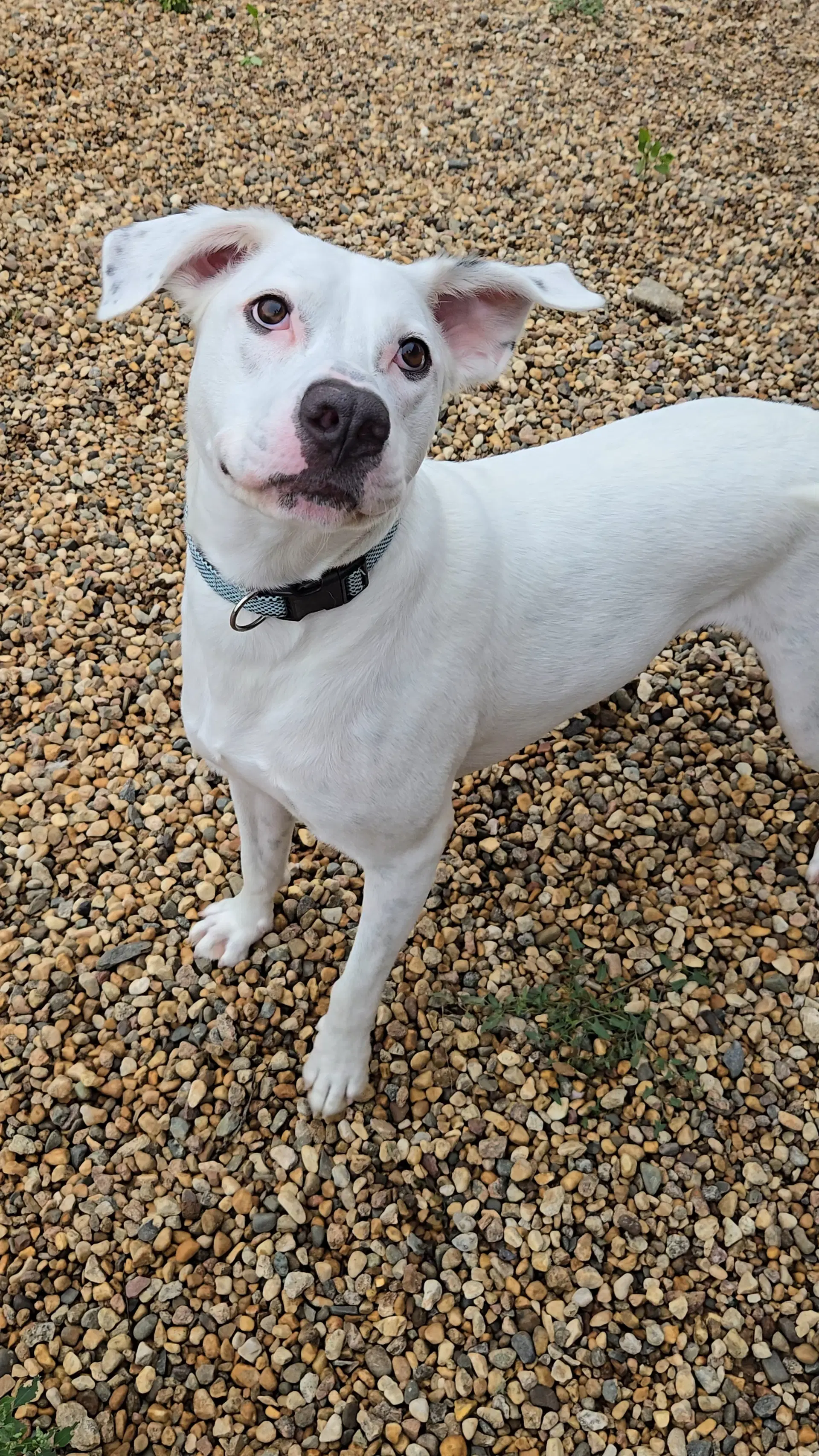Chase - Dalmatian
