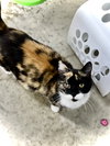 Daisy II - Photo 2