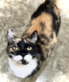 adoptable Cat in , IA named Daisy II