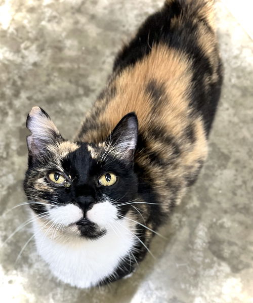 picture of the cat needing adoption