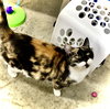 Daisy II - Photo 4