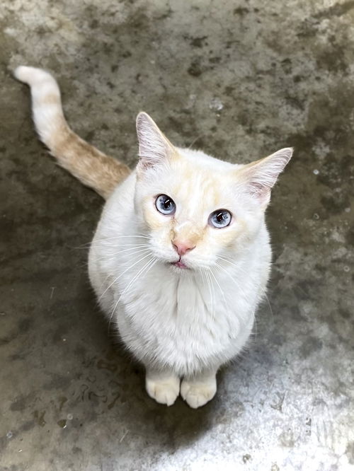 picture of the cat needing adoption