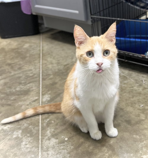 SUNNY GIRL - Domestic Short Hair available for adoption