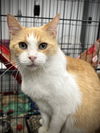 adoptable Cat in estherville, IA named Sunny Girl