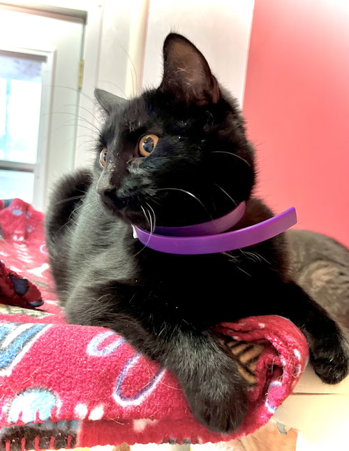 DRAVEN - Domestic Short Hair available for adoption