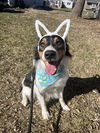 adoptable Dog in  named Sue