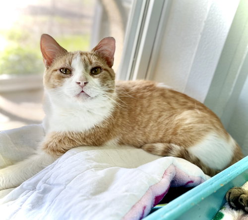 picture of the cat needing adoption