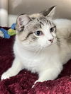 adoptable Cat in  named Kip