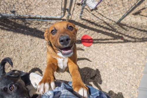 picture of the dog needing adoption