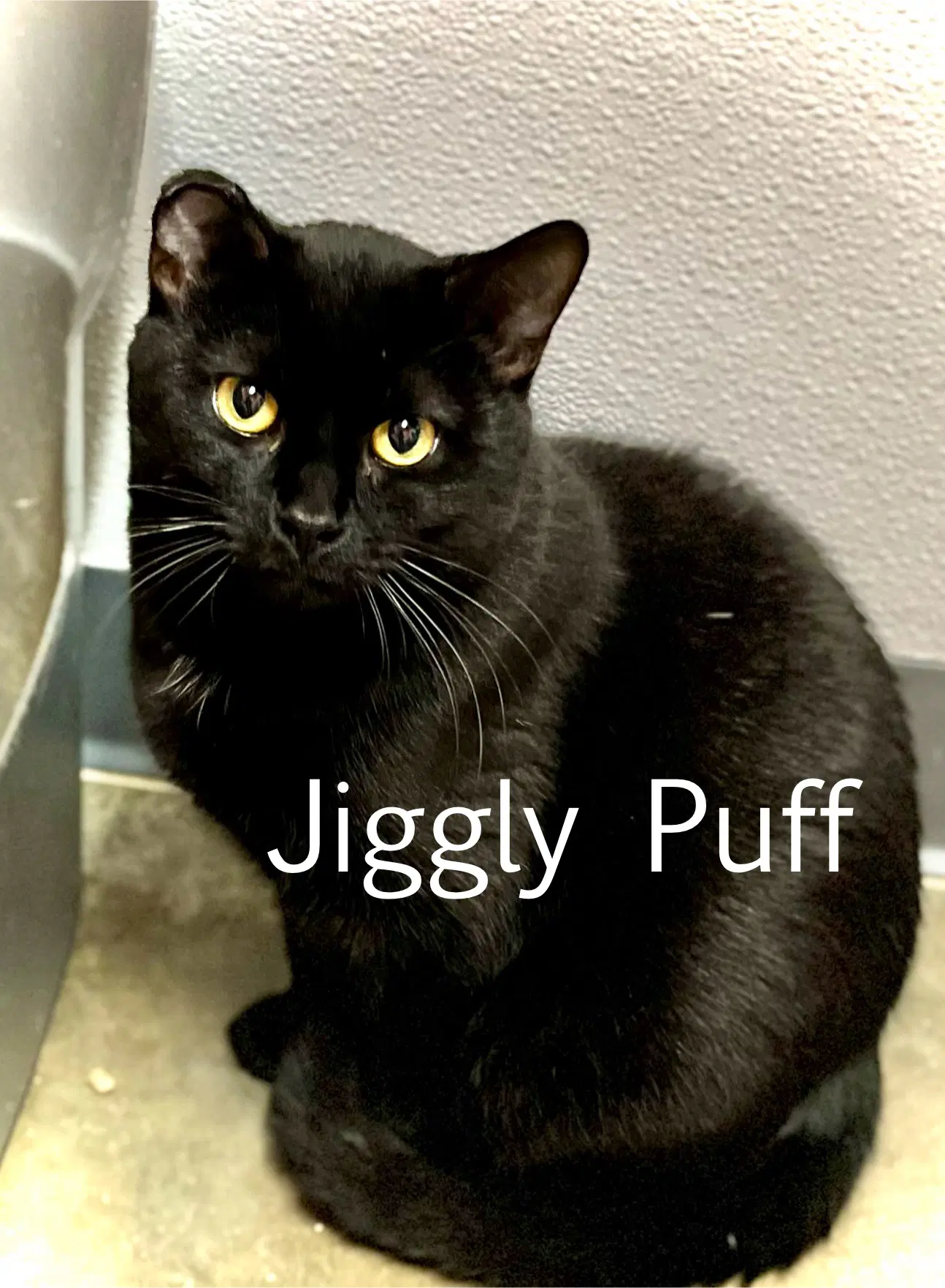 Jiggly Puff image 2