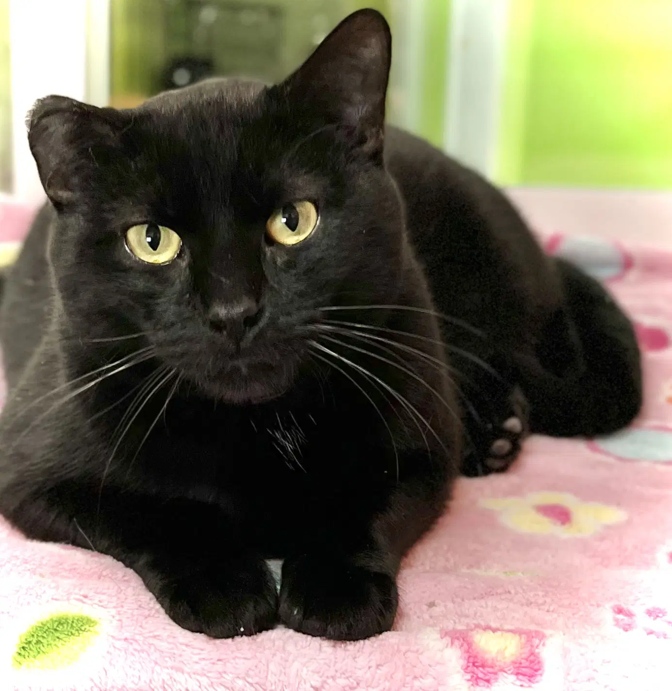 Jiggly Puff - Domestic Short Hair