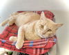 adoptable Cat in estherville, IA named Theo J