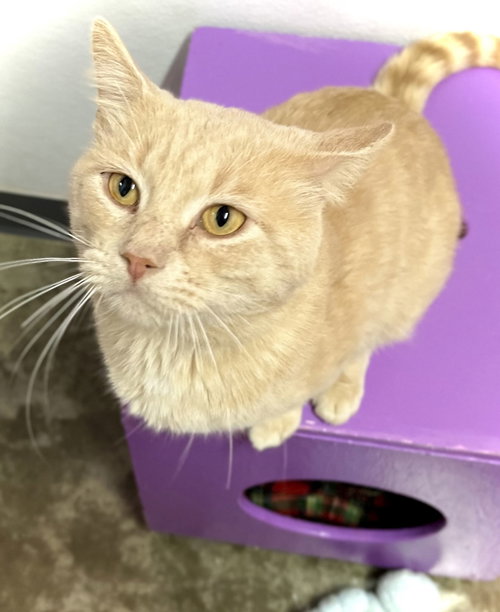 THEO J - Domestic Short Hair available for adoption