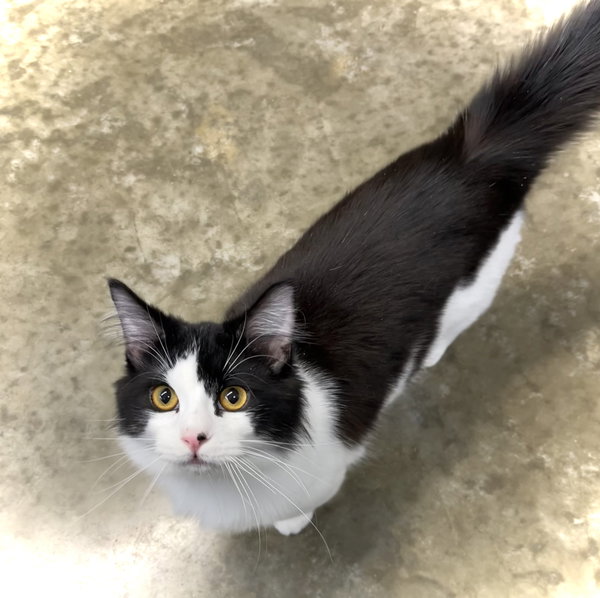Marcello