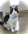 adoptable Cat in estherville, IA named Marcello